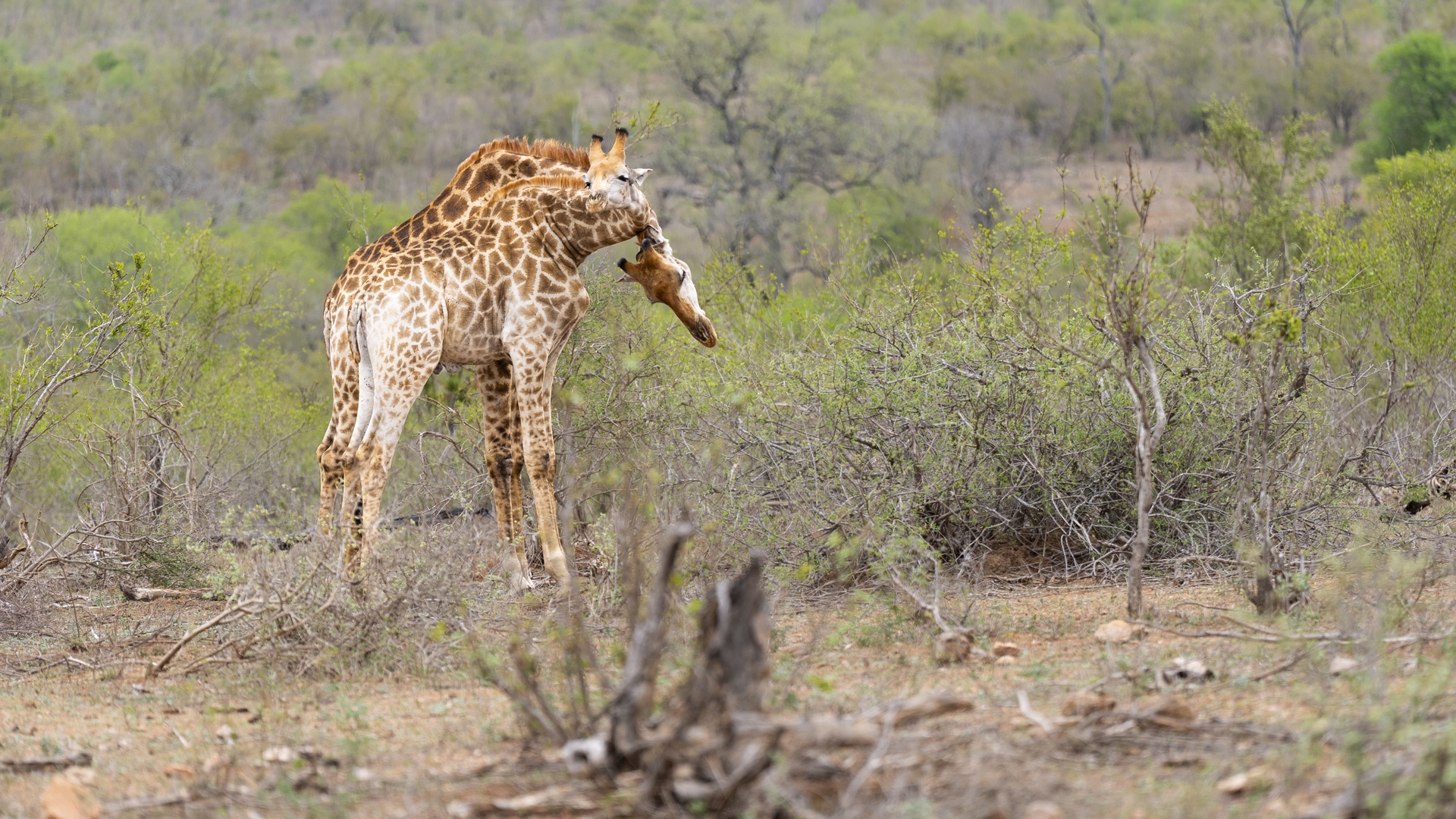 Kruger25 2025 10 28 11 37 20 ILCE 9M3 231